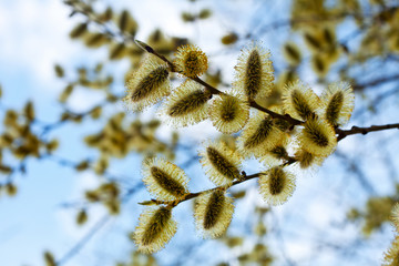 Fototapeta premium branches with buds in spring