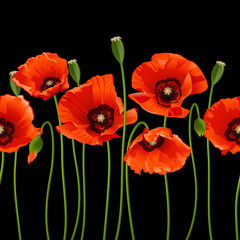 Fototapeta premium Red poppies in a row.