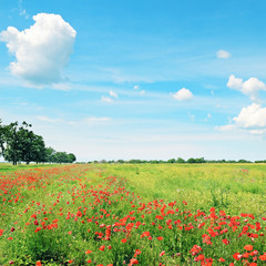 field of wheat and red poppies