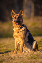 German Shepherd Dog