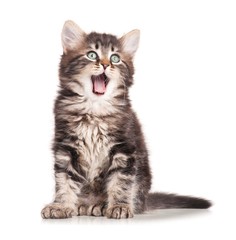 Yawning kitten