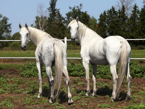 Two orlov trotter mares
