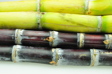 sugarcane