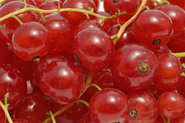Rote Johannisbeeren