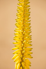 Aloe Vera flower