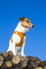 Jack Russel Terrier