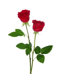 Papier Peint photo autocollant Roses two red rose