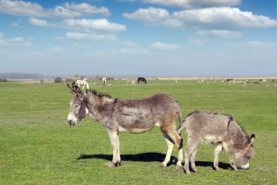 donkeys and farm animals on pasture
