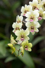 orchid