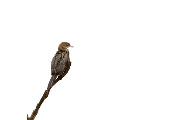 Pygmy Cormorant Isolated