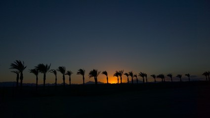 Fototapeta na wymiar Palm trees over sunset horizon
