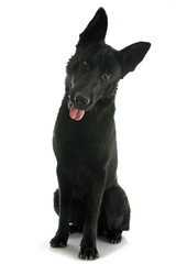 black german shepherd