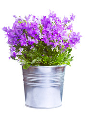 campanula in a pot