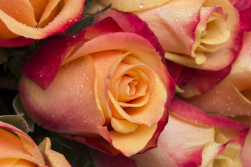 flowers on the white background