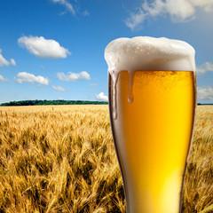 Glass of beer against wheat field and blue sky