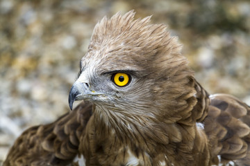 Naklejka premium Toed Eagle. Circaetus gallicus
