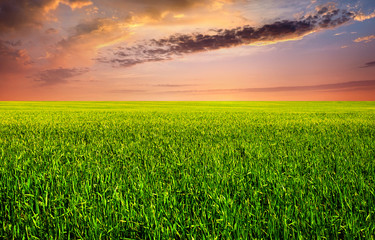 Field and sky. Agricultural landscape