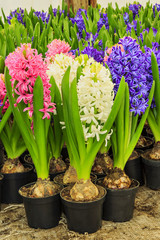 Colorful fresh hyacinth flowers