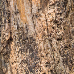 Old bark texture.For art texture or web design and vertical back
