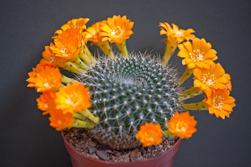 Cactus flowers