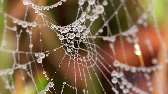Beautiful spider's web with drops at the morning
