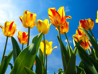 Tulips on sky background. Spring composition