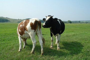 cow in a field