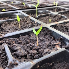 Growing plant from seeds