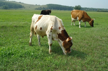 Fototapeta na wymiar cow in a field