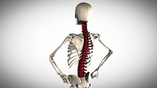 human skeleton model rotate