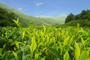 Tea plantation