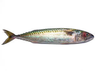 Makrele