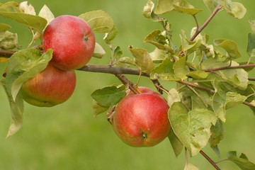 Apples, fruit on a tree branch in an orchard
