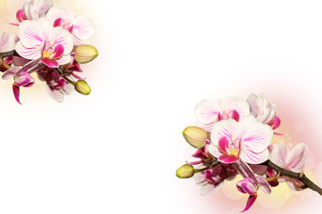 background with  orchids