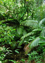 Obraz na płótnie Canvas tropical forest