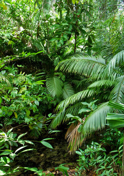 Fototapeta tropical forest