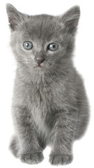 Small gray shorthair kitten sitting isolated