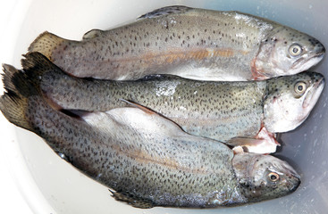 Fresh trout