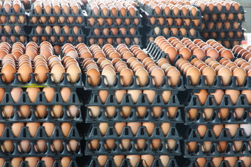 Fresh eggs from farm