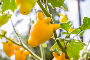 Solanum mammosum plant