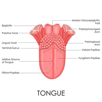 Human Tongue Anatomy