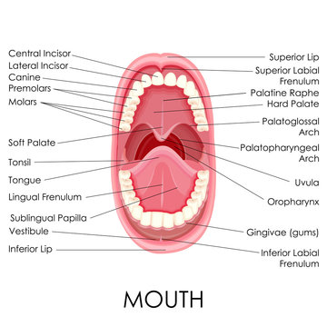 Anatomy of Human Mouth