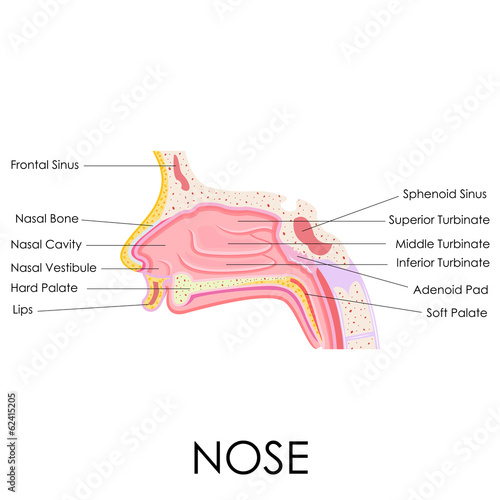 Partes De La Nariz En Ingles "Human Nose Anatomy" Stock image and royalty-free vector files on