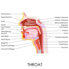 Human Throat Anatomy - obrazy, fototapety, plakaty