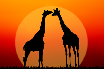 Fototapeta na wymiar couple of giraffes