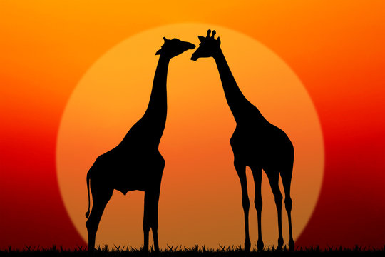 couple of giraffes