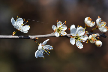 Spring © neveemilia