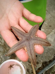 Sea star