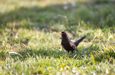 Oiseau merle noir dans le gazon