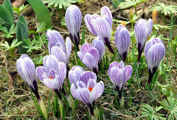 Fototapeta premium flowers - blooming crocuses
